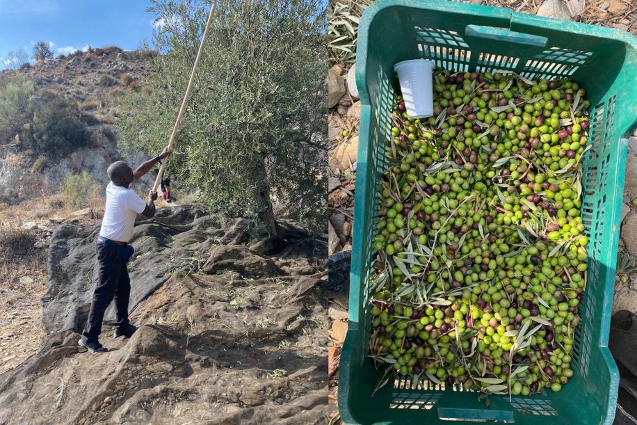 harvesting olives