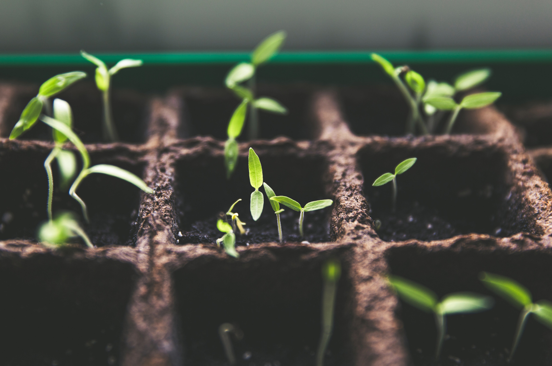 seedlings-2 seedlings-2