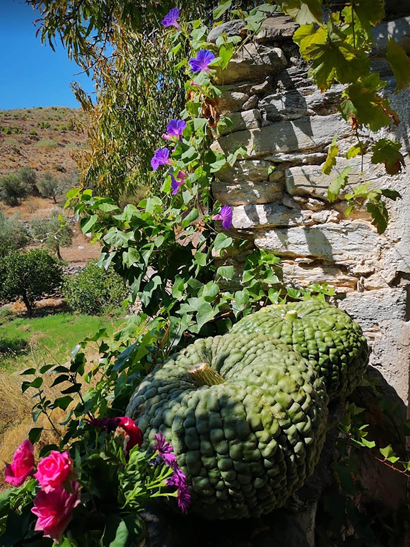 Cactus Cactus