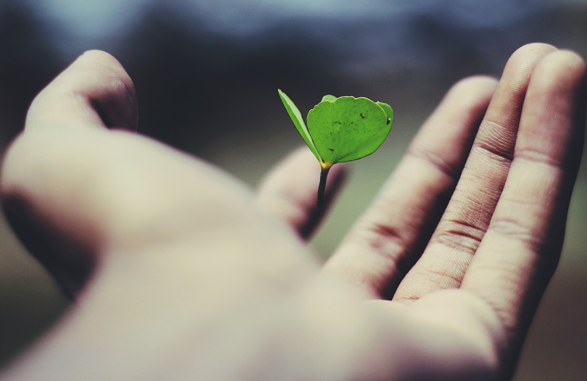 Hand holding a tiny plant