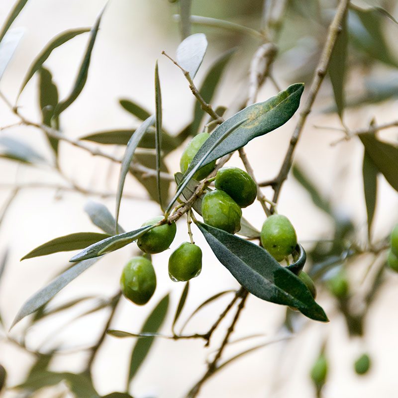 Olives-2 Olives-2