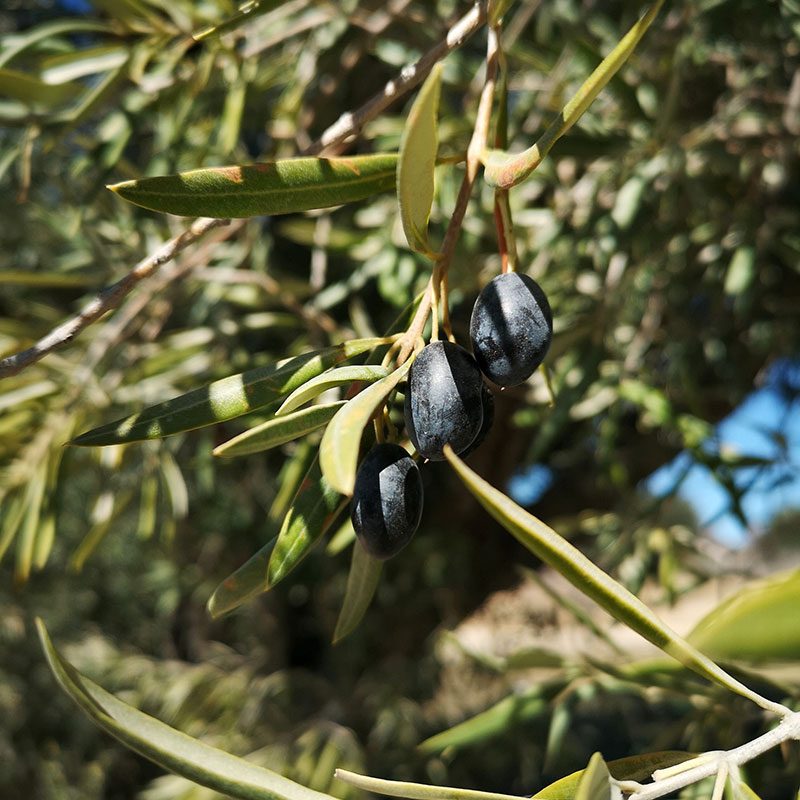 Olives-3 Olives-3